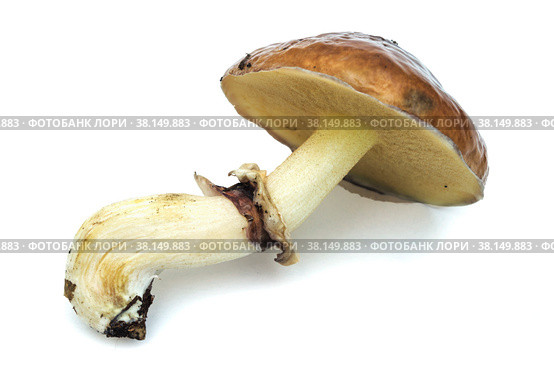 Масленок настоящий (L.Suillus luteus), выделенный на белом фоне. Стоковое фото, фотограф Александр Романов / Фотобанк Лори