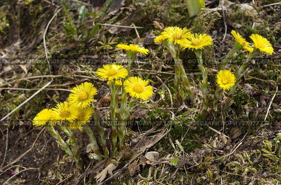 Мать-и-мачеха обыкновенная (лат. Tussilago farfara) Стоковое фото, фотограф Елена Коромыслова / Фотобанк Лори