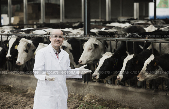 Mature vet posing with cows. Стоковое фото, фотограф Яков Филимонов / Фотобанк Лори