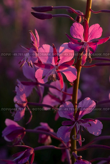 medicinal and edible herb, blooming Sally herb blossoming on field at sunny day. macro. Стоковое фото, агентство Ingram Publishing / Фотобанк Лори
