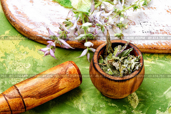 Medicinal herb Salvia officinalis.Fresh sage herb.Clary sage. Fresh leaves of sage. Стоковое фото, агентство Ingram Publishing / Фотобанк Лори