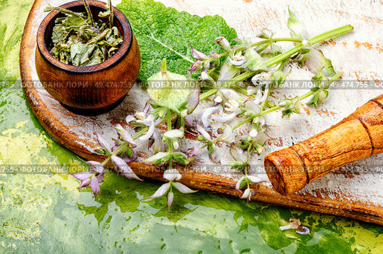 Medicinal herb Salvia officinalis.Fresh sage herb.Clary sage. Fresh leaves of sage. Стоковое фото, агентство Ingram Publishing / Фотобанк Лори