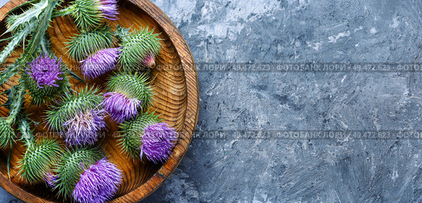 Medicinal plant thistle.Pink thorny thistle flower.Silybum marianum. Herbal medicine and homeopathy. Стоковое фото, агентство Ingram Publishing / Фотобанк Лори