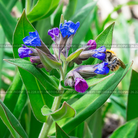 Медуница мягчайшая ( лат. Pulmonaria mollis ). Цветущее растение и Шмель ( лат. Bombus ) собирающий нектар. Стоковое фото, фотограф Евгений Мухортов / Фотобанк Лори