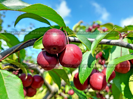 Мелкие спелые плоды яблони ягодной (Malus baccata (L.) Borkh. ) на фоне голубого неба. Стоковое фото, фотограф Ирина Борсученко / Фотобанк Лори