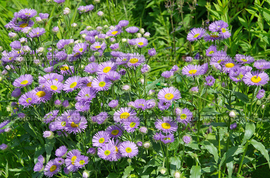 Мелколепестник (лат. Erigeron) в саду. Стоковое фото, фотограф Елена Коромыслова / Фотобанк Лори