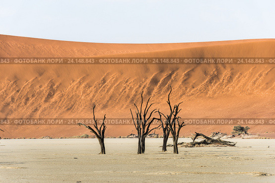Мертвые сухие деревья долины DeadVlei в пустыне Намиб (2013 год). Стоковое фото, фотограф Сергей Орлов / Фотобанк Лори