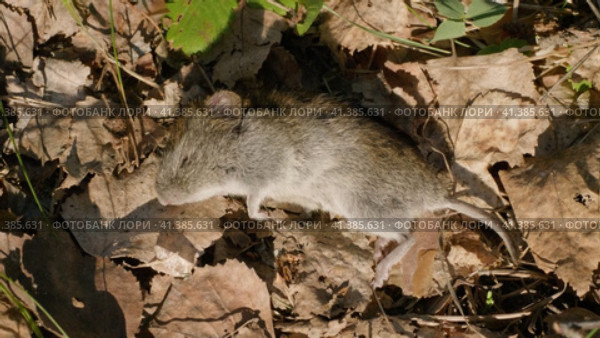 Мёртвый грызун: красно-серая полёвка (Myodes rufocanus). A dead rodent: grey red-backed vole (Myodes rufocanus). Стоковое видео, видеограф Евгений Романов / Фотобанк Лори