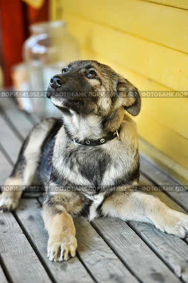 Mestizo puppy in a collar. Стоковое фото, фотограф Анна Кривицкая / Фотобанк Лори