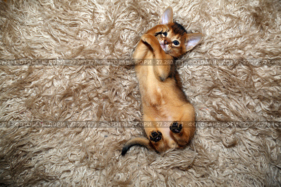 Месячный котенок абиссинской кошки играет, лежа на спине. Стоковое фото, фотограф Bala-Kate / Фотобанк Лори