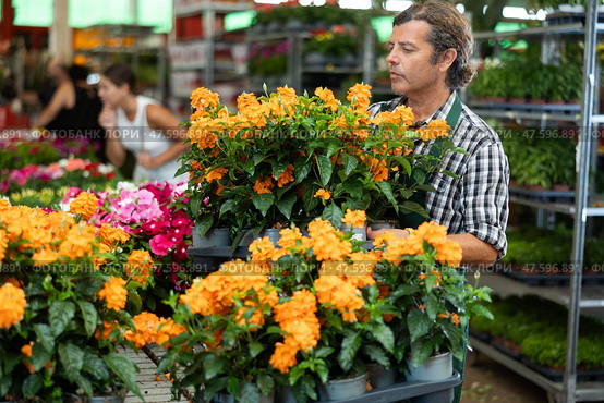 Middle-aged salesman holding crossandra in flower-pots in plants market. Стоковое фото, фотограф Яков Филимонов / Фотобанк Лори
