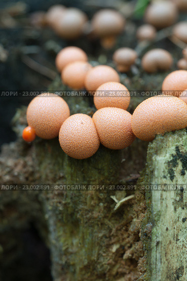 Миксомицет Lycogala epidendrum на старом пне. Стоковое фото, фотограф Александр Курлович / Фотобанк Лори