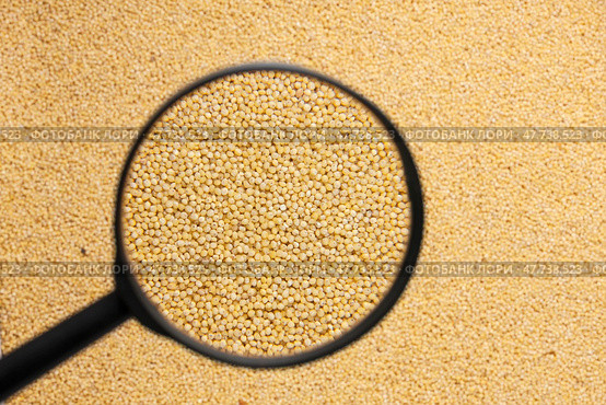 Millet with a magnifying glass. Стоковое фото, фотограф Александр Собко / Фотобанк Лори