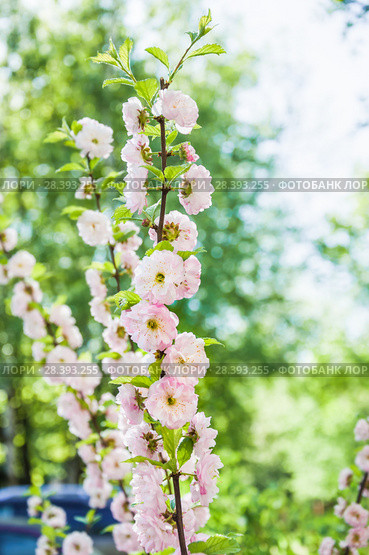 Миндаль трехлопастный (Prunus triloba) Стоковое фото, фотограф Алёшина Оксана / Фотобанк Лори