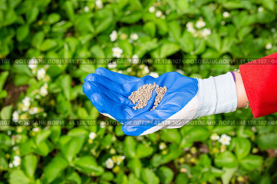 Mineral fertilizer in granules is held by a gardener in a gloved hand for feeding garden plants. Стоковое фото, фотограф Коханова Наталья / Фотобанк Лори