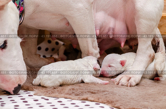 Miniature Bull Terrier puppy with mother in a wooden box, close up. Стоковое фото, фотограф Ольга Морозова / Фотобанк Лори