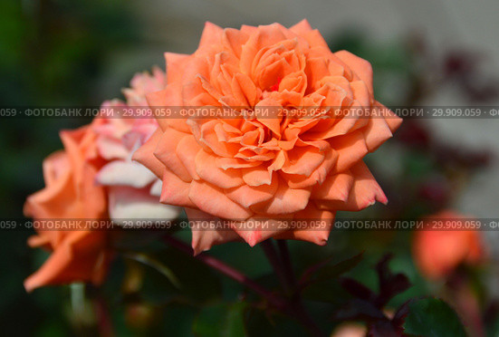 Миниатюрная роза патио Корэл Свит Дрим (Корал Суит Дримс), (лат. Coral Sweet Dream). Fryer's Roses (Фрайер), Великобритания 2011. Стоковое фото, фотограф lana1501 / Фотобанк Лори