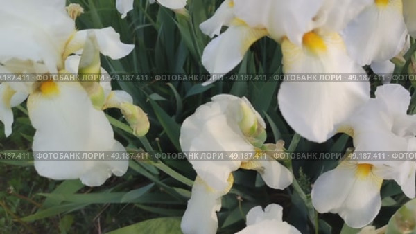 Много цветущих белых ирисов, с жёлтой сердцевиной, крупным планом. Many blooming white irises with yellow centers, close-up. Стоковое видео, видеограф Наталья Пеньшина / Фотобанк Лори
