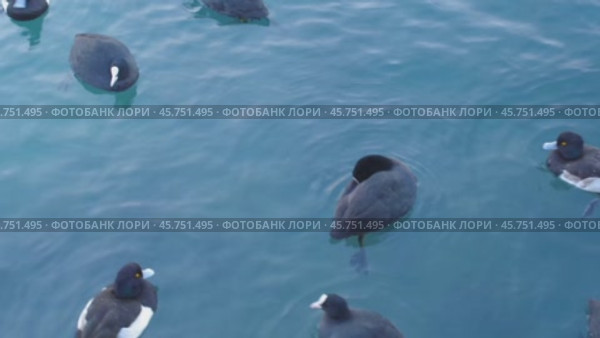 Много уток плавает в водоеме. Duck float in water. Стоковое видео, видеограф Татьяна Д / Фотобанк Лори