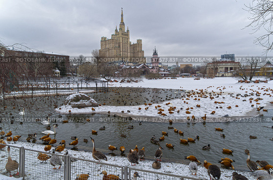 Множество уток и других водоплавающих птиц на пруду в московском зоопарке. Пасмурный день в начале марта. (2022 год). Стоковое фото, фотограф Сергей Рыбин / Фотобанк Лори