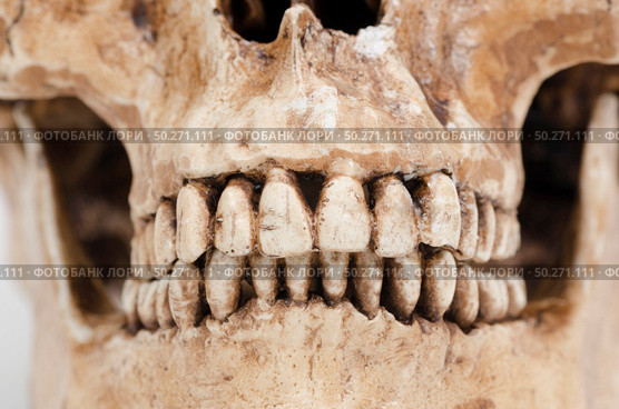 model of human teeth (skull) on a white background. Стоковое фото, агентство Ingram Publishing / Фотобанк Лори