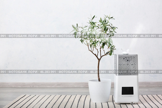 Modern humidifier and houseplant on floor in room. Стоковое фото, фотограф Pixel_shot / Фотобанк Лори