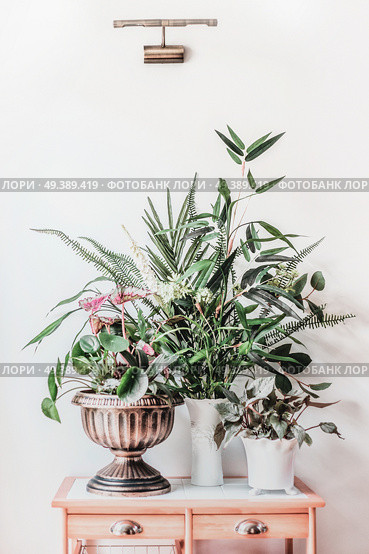 Modern still life with house plants in urn pots and vase on wooden table, front view. Pilea peperomioides , bamboo, begonia  arranged at white wall at home. Стоковое фото, агентство Ingram Publishing / Фотобанк Лори