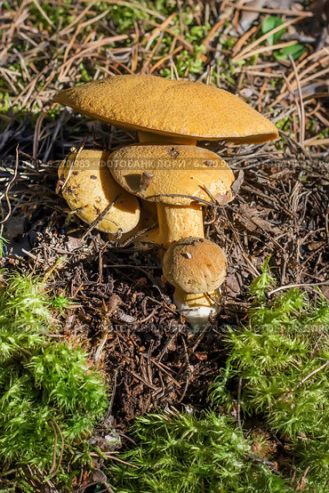 Моховик желто-бурый или Масленок желто-бурый (Suillus variegatus) Стоковое фото, фотограф Евгений Мухортов / Фотобанк Лори