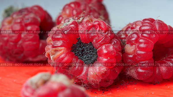 mold and fungus on raspberries close-up, berries, health hazard, expired products, detailing. Стоковое фото, фотограф Иван Грушевич / Фотобанк Лори