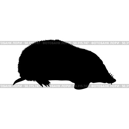 Mole-rat silhouette. Smooth and clean lines. High detailed Zokor mole-rat silhouette. Vector Illustration.. beavers silhouettes set. Стоковая иллюстрация, агентство Ingram Publishing / Фотобанк Лори