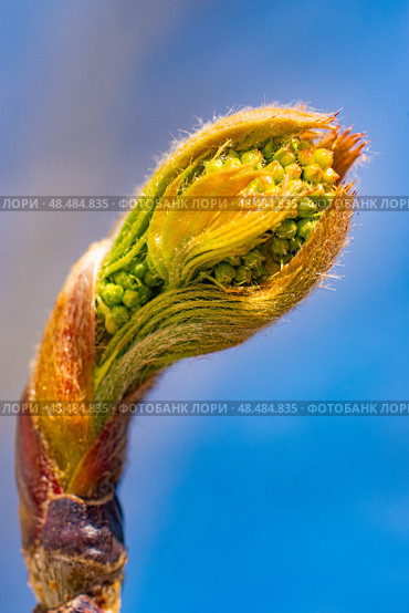 Молодая гроздь рябины. (Sorbus aucuparia) Стоковое фото, фотограф Вадим Галкин / Фотобанк Лори