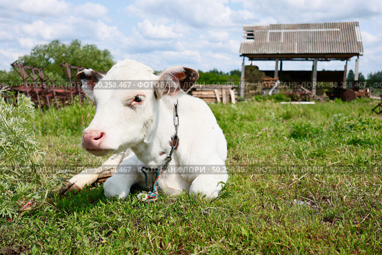 Молодая корова на лугу, тёлка на лугу. Белая корова лежит на лугу / A young cow in the meadow, a heifer in the meadow. A white cow lies in the meadow. Стоковое фото, фотограф Roman Savateev / Фотобанк Лори