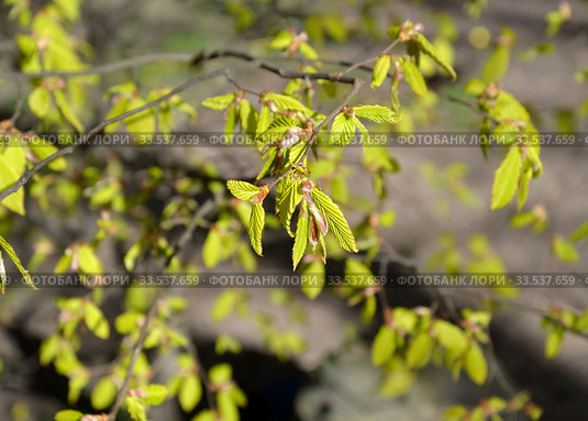 Молодая листва граба обыкновенного (Carpinus betulus L.). Весна. Стоковое фото, фотограф Ирина Борсученко / Фотобанк Лори