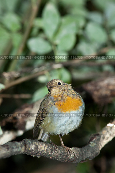 Молодая Зарянка, или Малиновка, Robin (Erithacus rubecula) Стоковое фото, фотограф Василий Вишневский / Фотобанк Лори