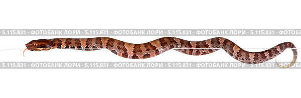 Молодая  змея медноголовый щитомордник, или мокасиновый щитомордник (Agkistrodon contortrix) вытянулась вдоль кромки стекла. Стоковое фото, фотограф Ирина Кожемякина / Фотобанк Лори