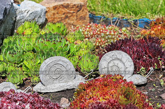 Молодило, или Живучка, или Каменная роза (Sempervivum) — род растений семейства Толстянковые. Использование в ландшафтном дизайне. Стоковое фото, фотограф Евгений Мухортов / Фотобанк Лори