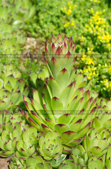 Молодило (лат. Sempervivum) зацветает. Стоковое фото, фотограф Елена Коромыслова / Фотобанк Лори