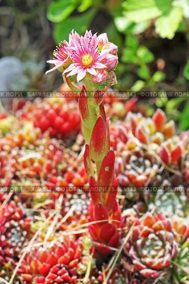 Молодило,  живучка,каменная роза (Sempervivum) — род растений семейства Толстянковые. Соцветие. Стоковое фото, фотограф Евгений Мухортов / Фотобанк Лори