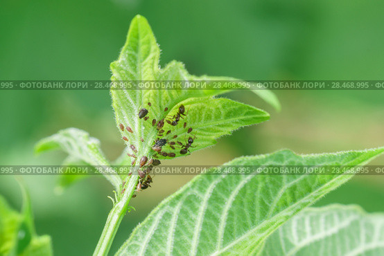Молодой побег калины обыкновенной (лат. Viburnum opulus) с тлей (лат. Aphidoidea) и муравьями (лат. Formicidae). Садовые вредители. Стоковое фото, фотограф Наталья Гармашева / Фотобанк Лори