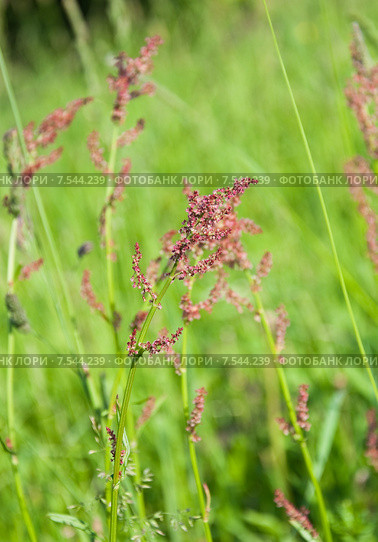 Молодой щавель кислый, или обыкновенный (Rumex acetosa) Стоковое фото, фотограф Алёшина Оксана / Фотобанк Лори