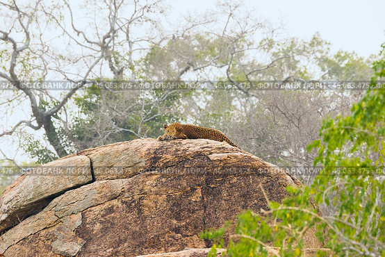 Молодой цейлонский леопард (Panthera pardus kotiya) лежит на камне (2016 год). Стоковое фото, фотограф Анна Ефимова / Фотобанк Лори