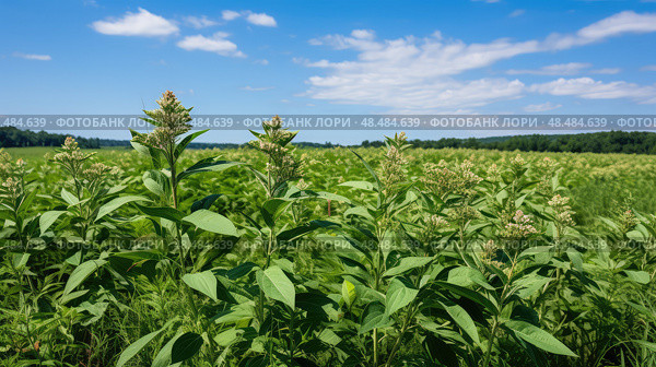 monarchs milkweed plant ai generated. Стоковое AI-изображение, AI-художник Vectorwin / Фотобанк Лори