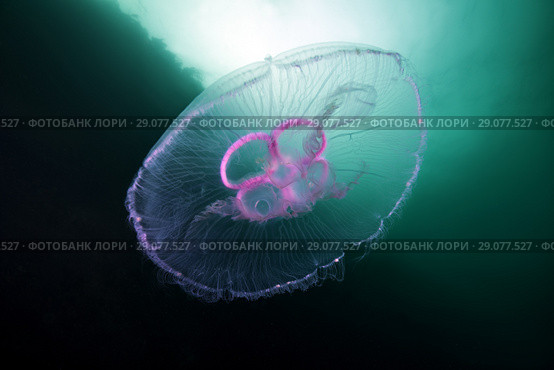 Moon jellyfish, Common jellyfish, Moon jelly, or Saucer jelly (Aurelia aurita) Стоковое фото, фотограф Некрасов Андрей / Фотобанк Лори