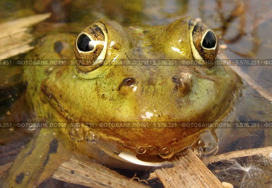 Морда лягушки озёрной выглядывающей из воды. Стоковое фото, фотограф Варенов Дмитрий Владимирович / Фотобанк Лори