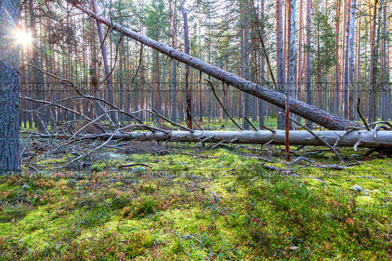 Morning forest with pine trees in summer sunny day. Стоковое фото, фотограф FotograFF / Фотобанк Лори