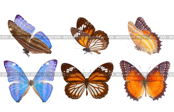 Morpho adonis ice blue, black veined tiger and Red Lacewing butterfly isolated on white background. morpho adonis blue butterfly. Стоковое фото, агентство Ingram Publishing / Фотобанк Лори