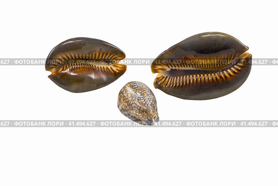 Морская ракушка каури на белом фоне. Cowry seashell on a white background. Стоковое фото, фотограф Татьяна Д / Фотобанк Лори