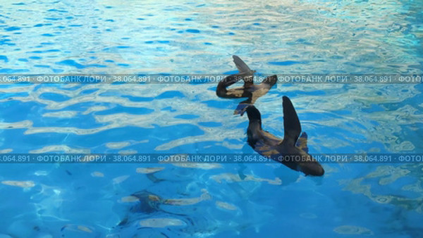 Морские котики резвятся в чистой и прозрачной морской воде. Зоопарк с морскими животными. Млекопитающие мирового океана. Ластоногие животные семейства ушастые тюлени. Два морских котика плавают в бассейне задрав вверх хвосты и ласты. Seals frolic in clear and transparent sea water. Zoo with sea animals. Mammals of world ocean. Pinniped animals of family eared seals. Two seals swim in pool with their tails and flippers up. Стоковое видео, видеограф Ирина / Фотобанк Лори