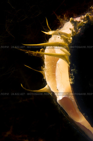 Морской двустворчатый моллюск (Modiolus modiolus) Стоковое фото, фотограф Некрасов Андрей / Фотобанк Лори