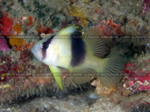 Морской окунь Diploprion bifasciatum. Стоковое фото, фотограф Андрей Голубев / Фотобанк Лори